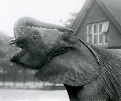 Ung afrikansk elefant Kiberenge løfter sin snabel og kalder, London Zoo, august 1925 af Frederick William Bond