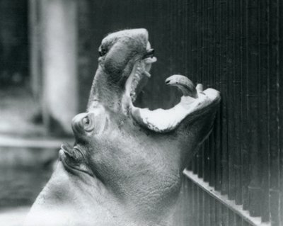 Den unge flodhest Bobbie i London Zoo, 1927 af Frederick William Bond