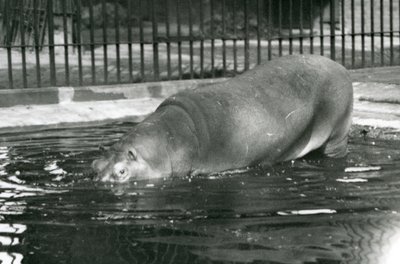 Den unge flodhest Bobbie går ind i sin pool i London Zoo i august 1927 af Frederick William Bond