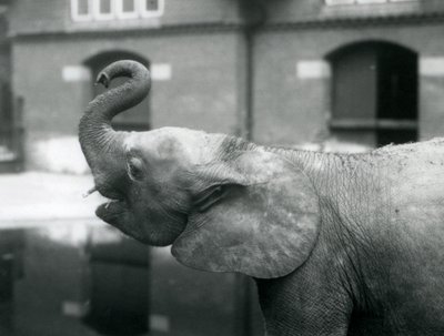 Ung kvindelig afrikansk pygmæelefant Oojah løfter sin snabel i London Zoo, august 1925 af Frederick William Bond