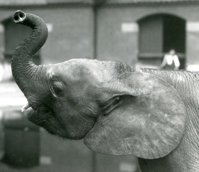 Ung kvindelig afrikansk pygmæelefant Oojah løfter sin snabel i London Zoo, august 1925 af Frederick William Bond
