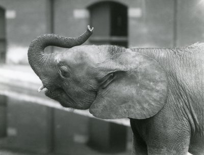 Ung kvindelig afrikansk pygmæelefant Oojah løfter sin snabel i London Zoo, juli 1925 af Frederick William Bond