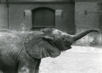 Ung kvindelig afrikansk pygmæelefant Oojah hæver sin snabel for en godbid i London Zoo, juli 1925 af Frederick William Bond