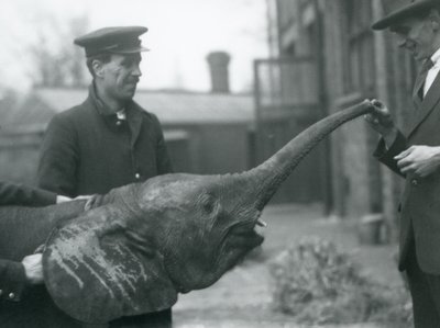 Ung kvindelig afrikansk pygmæelefant Oojah hæver sin snabel for en godbid i London Zoo, juni 1925 af Frederick William Bond