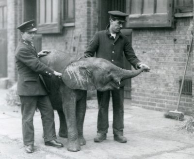 Ung kvindelig afrikansk pygmæelefant Oojah hæver sin snabel for at få en godbid fra sine dyrepassere i London Zoo, april 1925 af Frederick William Bond