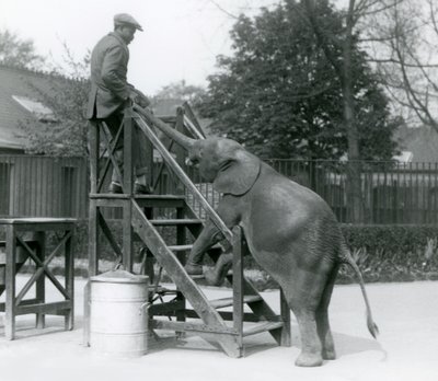 Ung kvindelig afrikansk pygmæelefant Oojah med sine forfødder på indskibningstrappen, rækkende ud efter sin træner, som er på det øverste trin, med sin snabel, London Zoo, juni 1925 af Frederick William Bond