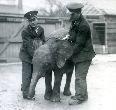 Ung kvindelig afrikansk pygmæelefant Oojah med to keepere i London Zoo i april 1925 af Frederick William Bond