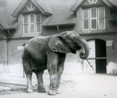 Ung mandlig afrikansk elefant Kiberenge stående foran Elephant House, London Zoo, juni 1927 af Frederick William Bond