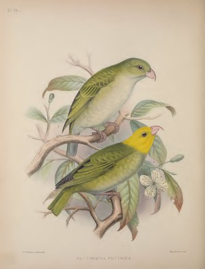 Psittirostra Psittacea, fra 