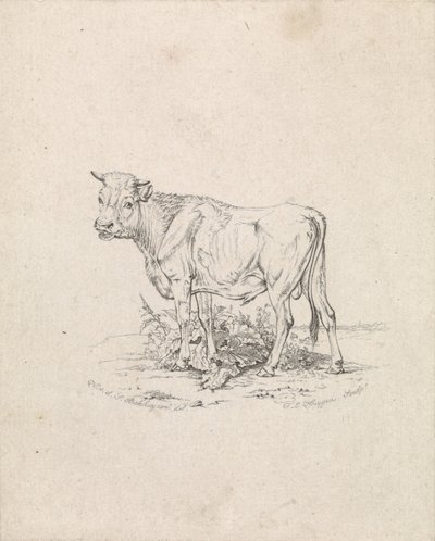Stier af Frederik Lodewijk Huygens