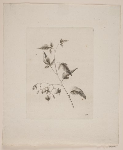 Blomstermotiv af Frederik Schepelern