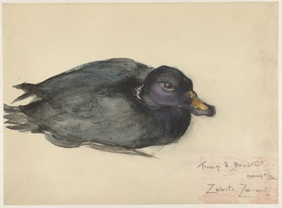 Sort Scoter af Frederika Henriëtte Broeksmit