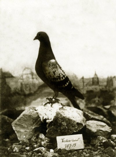 Dyr under Første Verdenskrig 1914-1918: Den berømte Vaillant Vaillant due af French Photographer