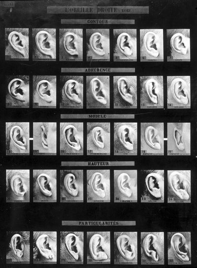 Antropometrisk klassificering og identifikation af Bertillon-systemet: sammenligning af forskellige typer lige ører (lap). sd. Slutningen af det 19. århundrede. af French Photographer