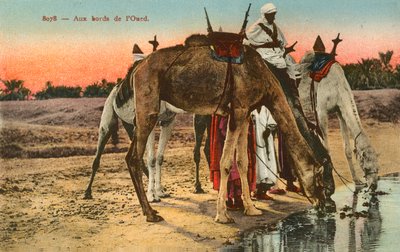 Kameler drikker på kanten af floden Oued, Algeriet af French Photographer