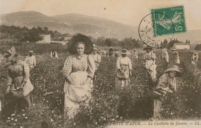 Cote dAzur, plukke jasmin. Postkort sendt i 1913. af French Photographer