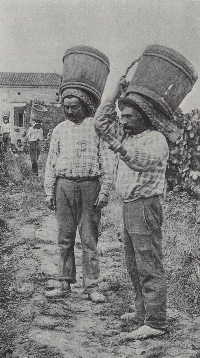 Drueplukkere på arbejde (s/h-billede) af French Photographer
