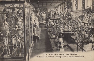 Paris, Jardin Des Plantes af French Photographer