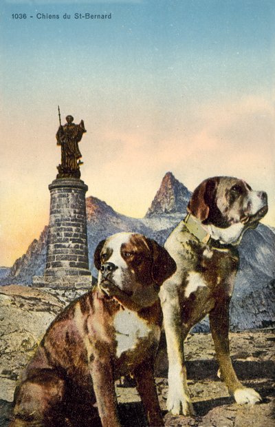 St Bernard hunde af French Photographer