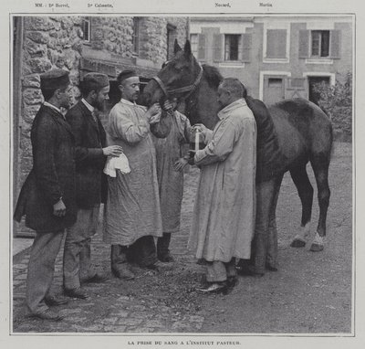 At tage en prøve af blod fra en hest på Institut Pasteur, Paris (B/W -foto) af French Photographer