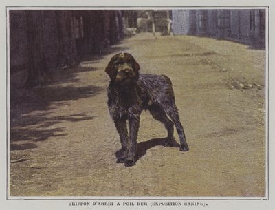 Wirehaired Pointing Griffon (farvefoto) af French Photographer