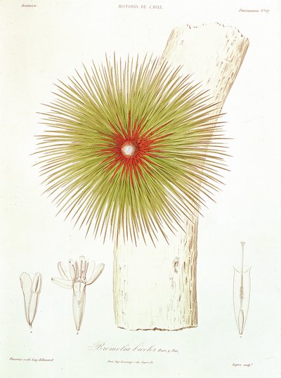 En Bromelia fundet i Andesbjergene, fra 