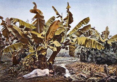 En banan- og maniokplantage i Ny Kaledonien, slutningen af det 19. århundrede (farve litho) af French School