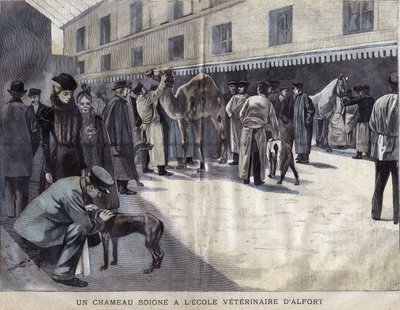 En kamel heler på veterinærskolen i Maison Alfort (Maison-Alfort). Illustration af 1899 i "" La petite Gironde"". af French School