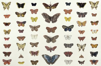 En collage af sommerfugle og møl inklusive Camberwell Beauty, British Swallowtail, Scarce Swallowtail, Påfuglen og Small Tortoiseshell, ca. 1830 (tryk af 104967) af French School