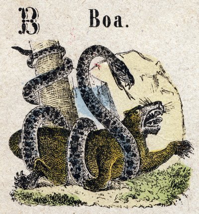 Abecedary. Bogstav B ligesom Boa. Lille encyklopædisk alfabet, populær serie. Epinal billeddannelse, slutningen af det 19. århundrede af French School