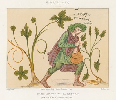 Äskulap entdeckt Betonie von French School