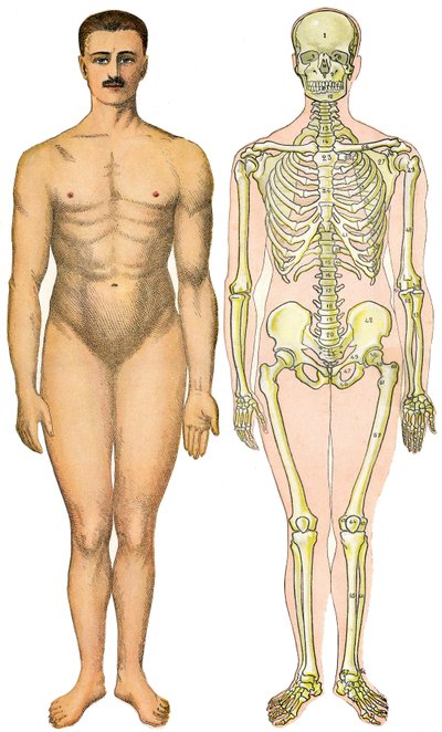 Anatomisk foldeark af New Practical Encyclopedie of Medicine and Hygiene, af Dr. Rehm, Boghandel Aristide Quillet 1922 - menneskelig kropsansigt - nøgen mand uden tilsyneladende sex (gummesex) ved siden af sit skelet af French School