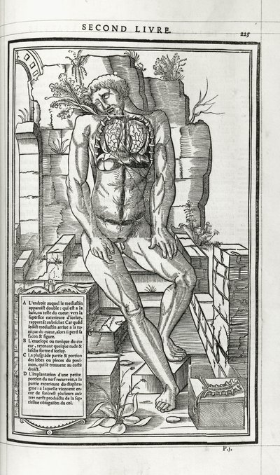 Anatomical illustration, 1546dani af French School