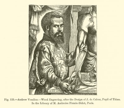 Andrew Vesalius (gravering) af French School