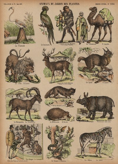 Dyr fra Jardin des Plantes, Paris, Frankrig (farvet gravering) af French School