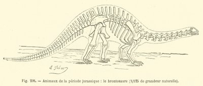 Dyr fra juraperioden, Brontosaurus (gravering) af French School