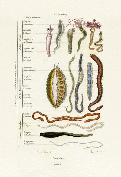 Annelids, 1833-39 af French School