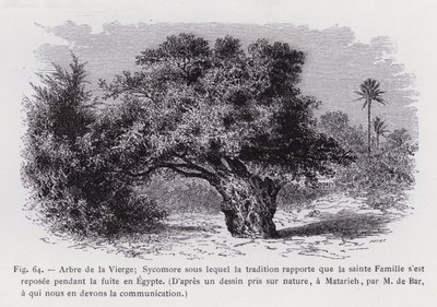 Jomfruens træ; Sycamore, hvorunder traditionen rapporterer, at den hellige familie hvilede under flugten til Egypten, efter en tegning taget fra naturen, ved Matarieh, af M. de Bar, som vi skylder kommunikationen (gravering) af French School