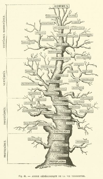 Genealogisk træ for jordlevende liv (gravering) af French School