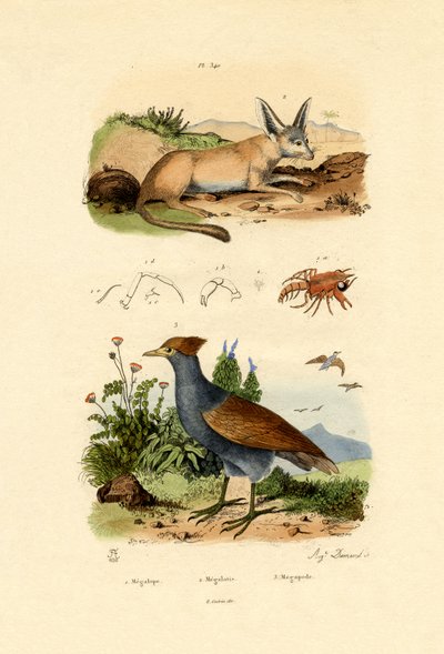 Bat-eared Fox, 1833-39 af French School