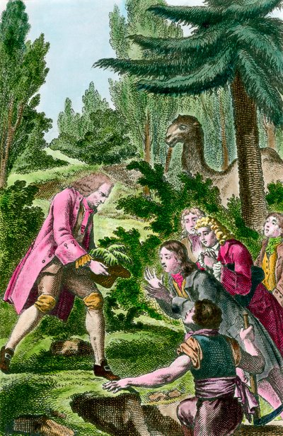 Bernard de Jussieu (1699-1777) planter cedertræ fra Libanon i planternes have i Paris i 1734. Gravering fra 1700-tallet. af French School