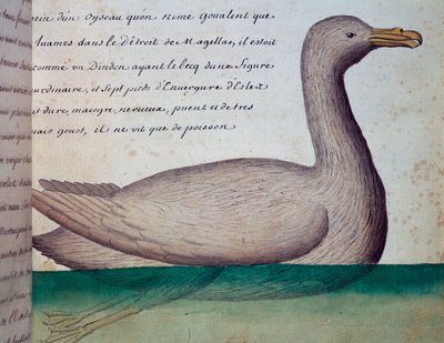 Fugl kaldet Goualent, Magellanstrædet, akvarel fra logbog af Jacques Gouin de Beauchesne (1652-1730), kaptajn på Compagnie royale de la Mer du Sud, fra 1698 til 1701, Frankrig af French School
