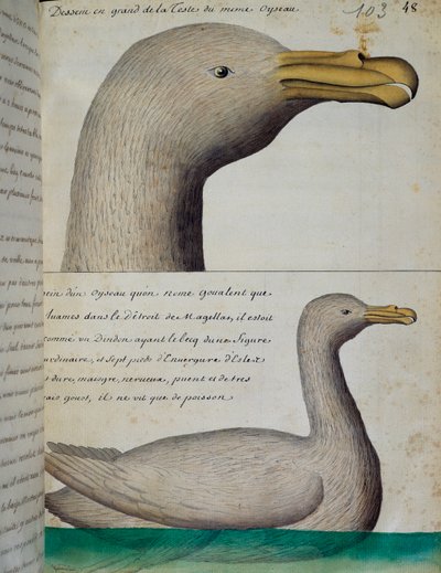 Fugl fra Magellan-strædet, akvarel fra logbog af Jacques Gouin de Beauchesne (1652-1730), kaptajn på Compagnie royale de la Mer du Sud, fra 1698 til 1701, Frankrig af French School