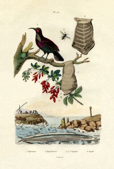 Paradisfugl, 1833-39 af French School