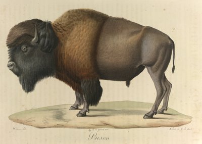 Bison, fra 