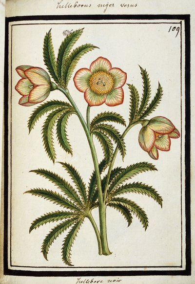 Sort Hellebore, c.1700 af French School