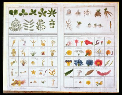 Botanisk tabel efter Carl von Linne (1707-78) og efter Joseph Pitton de Tournefort (1656-1708), slutningen af 1700-tallet (farvestik) af French School