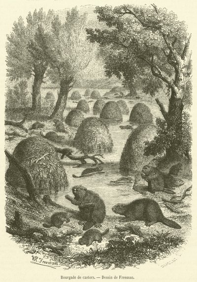 Landsby med bævere (gravering) af French School