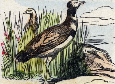 Bustard. Indgravering i "Buffon Alphabet des Oiseaux n 1". 3. Serie N 1. Billeddannelse af Epinal, Epinal, slutningen af det 19. århundrede. 16 sider. Mål: 28x21 cm af French School