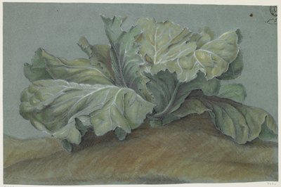 Kålplante (kridt på papir) af French School